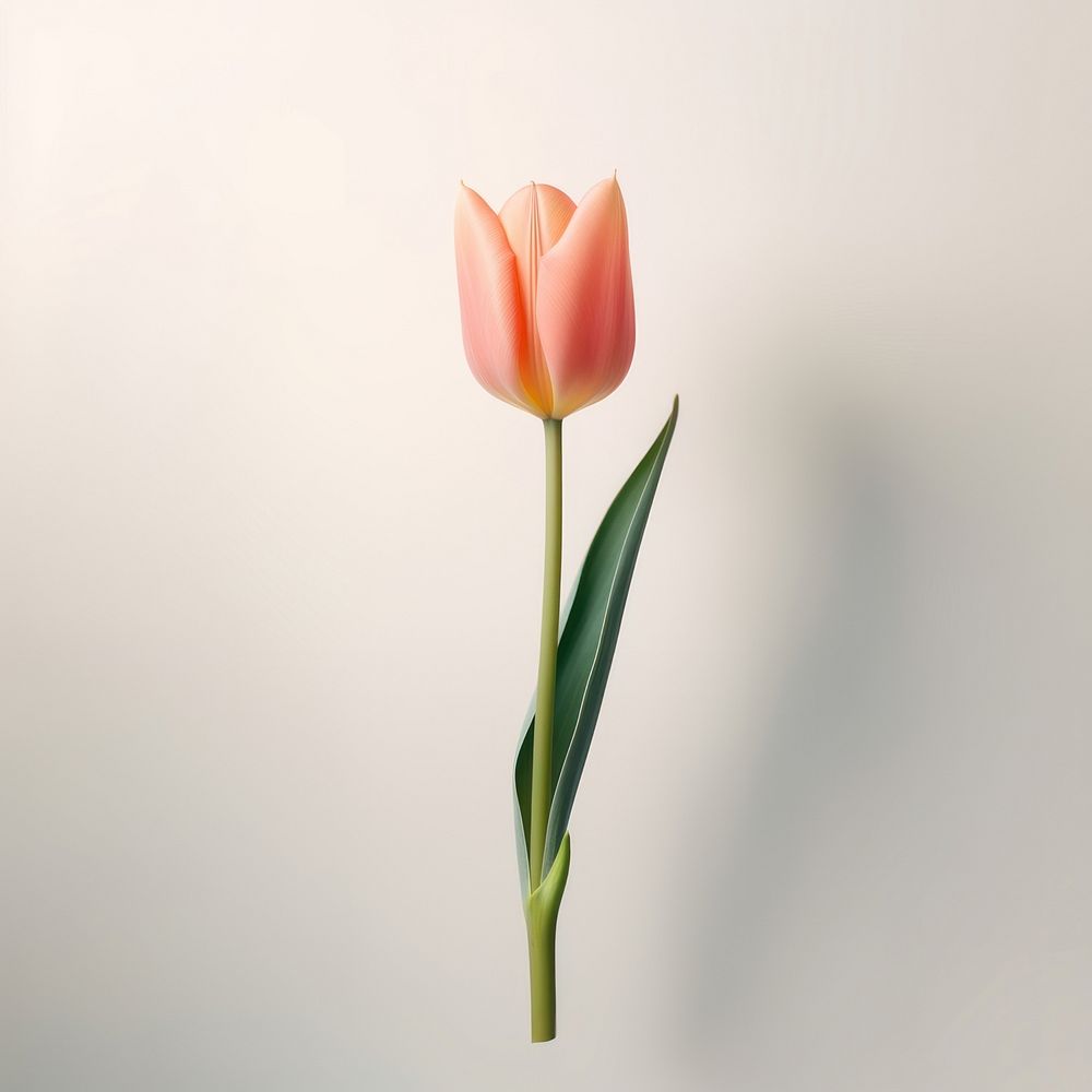 Tulip flower plant inflorescence. 