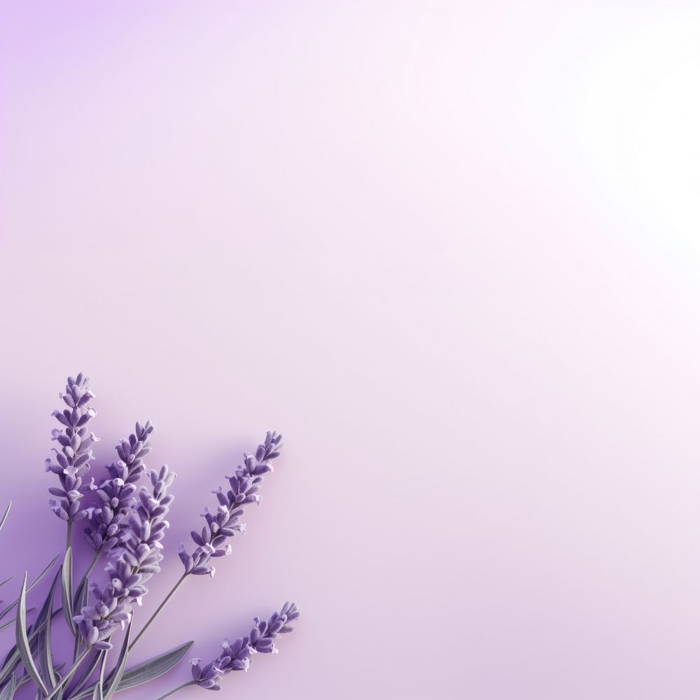 Lavender backgrounds flower purple. 