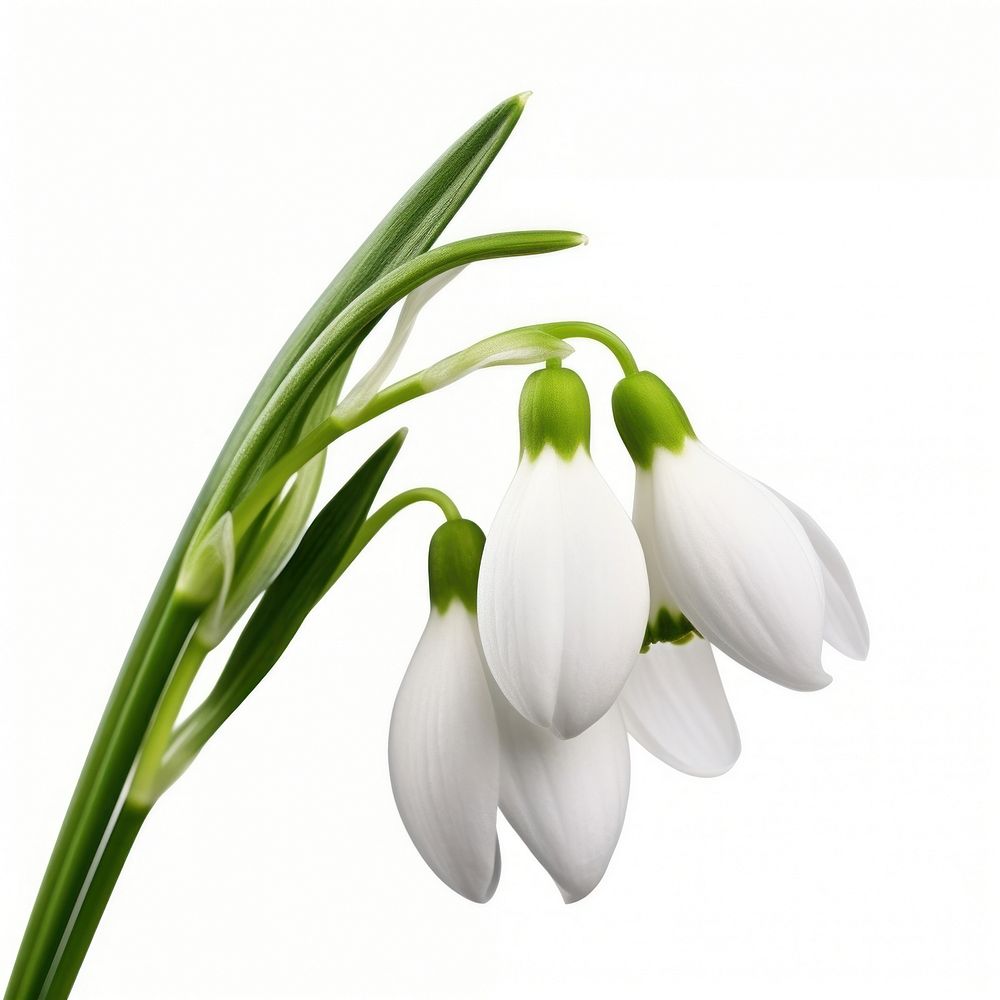 Flower snowdrop plant petal. AI generated Image by rawpixel.
