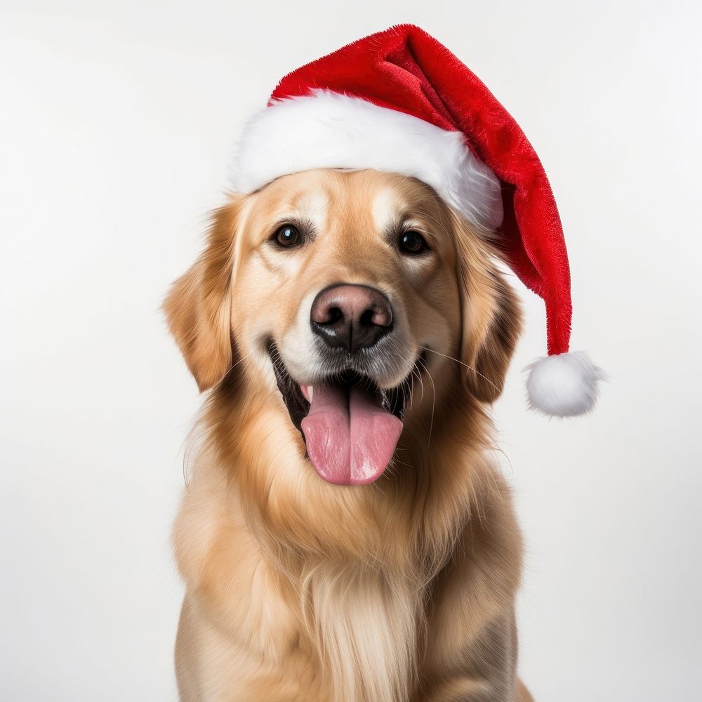 Dog retriever christmas mammal. AI generated Image by rawpixel.