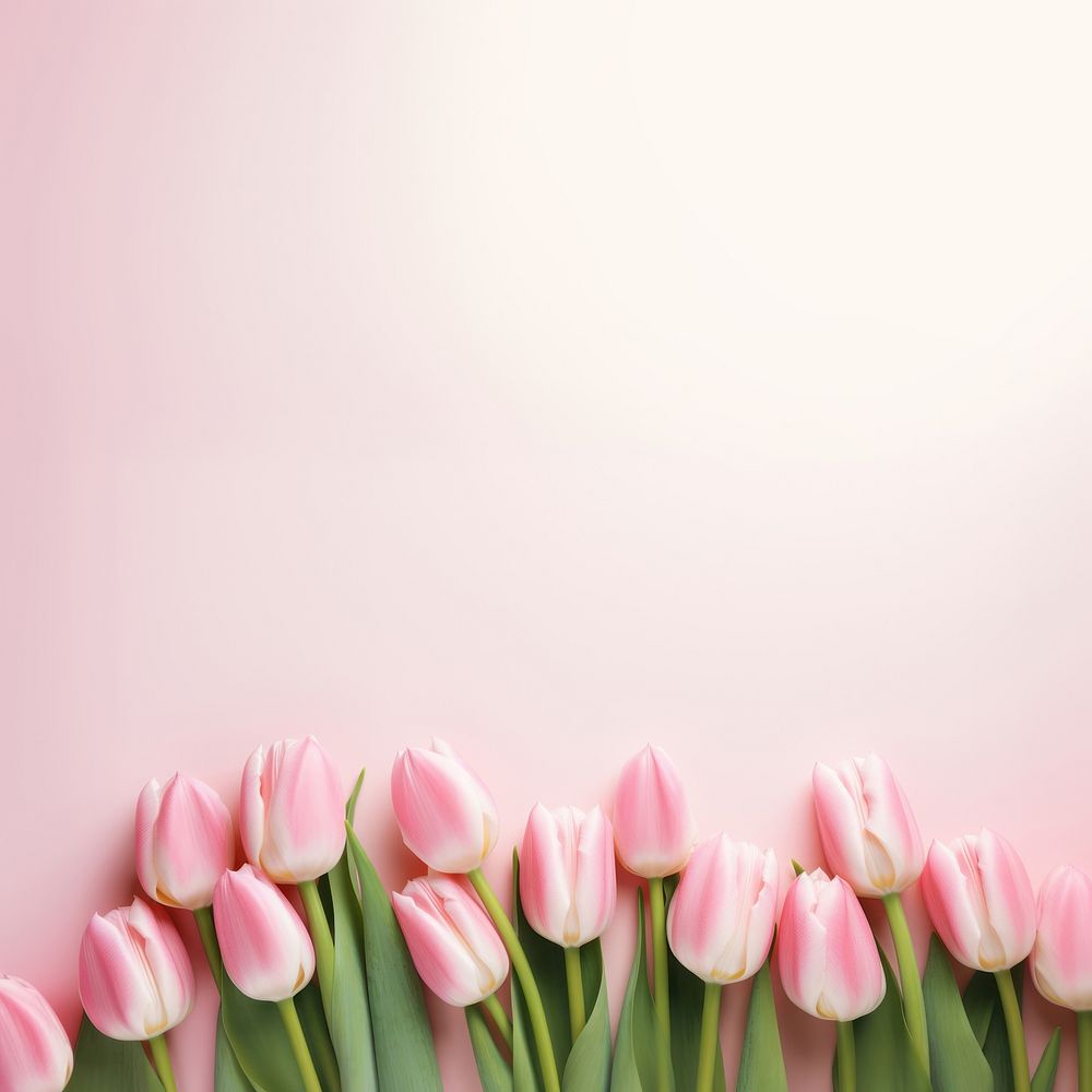 Photo of tulips border on pink background.