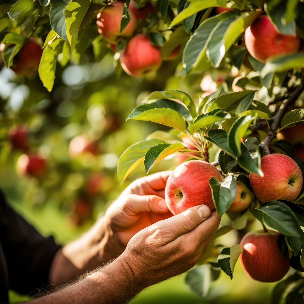 Apple picking farmer plant. AI generated Image by rawpixel.
