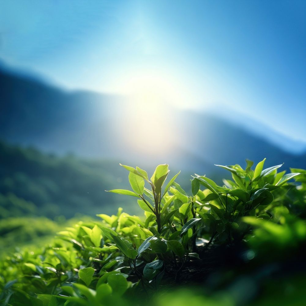 a photo of photography of tea plant tree, nature light. AI generated Image by rawpixel. 