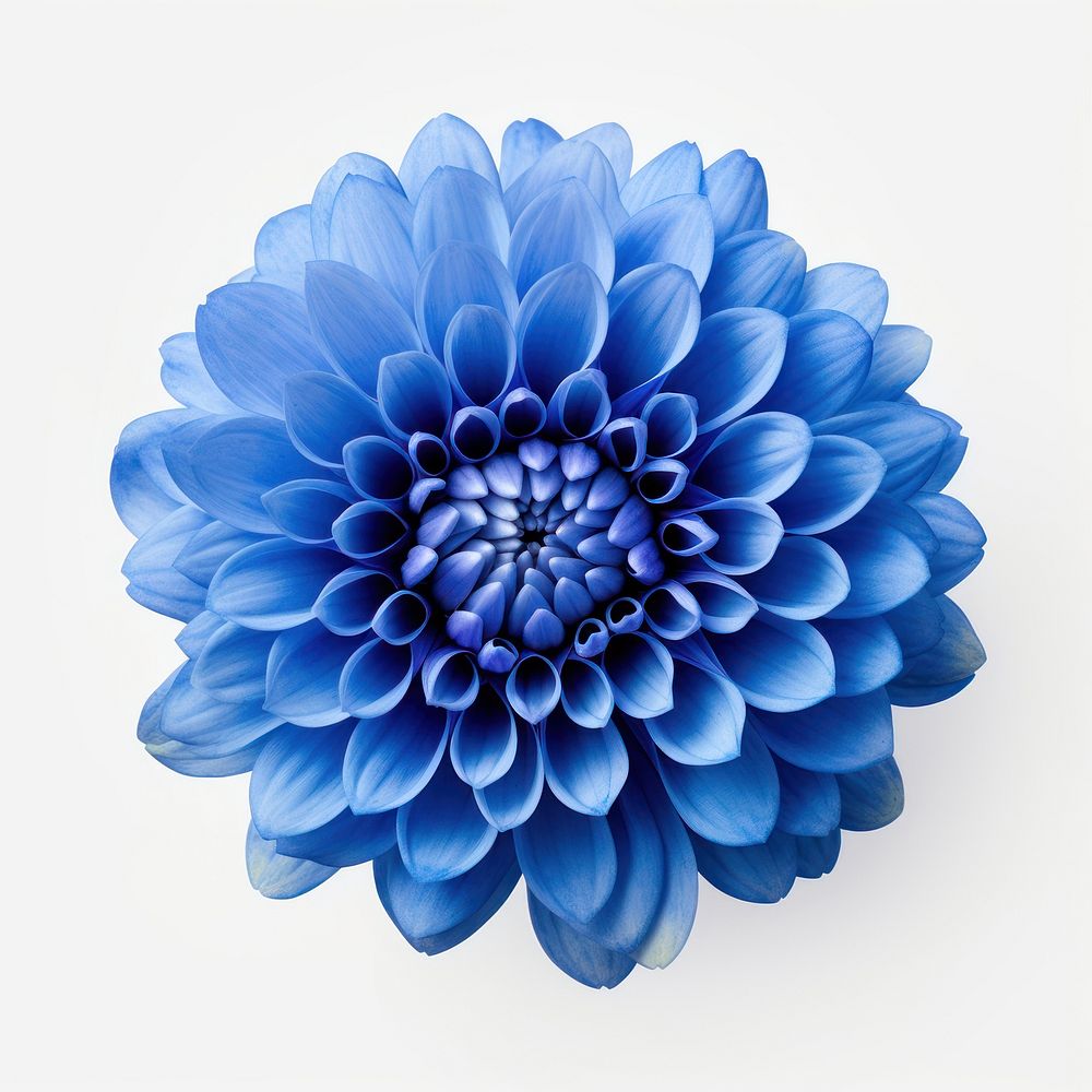 chrysanthemum-flower-dahlia-plant-blue-free-photo-rawpixel