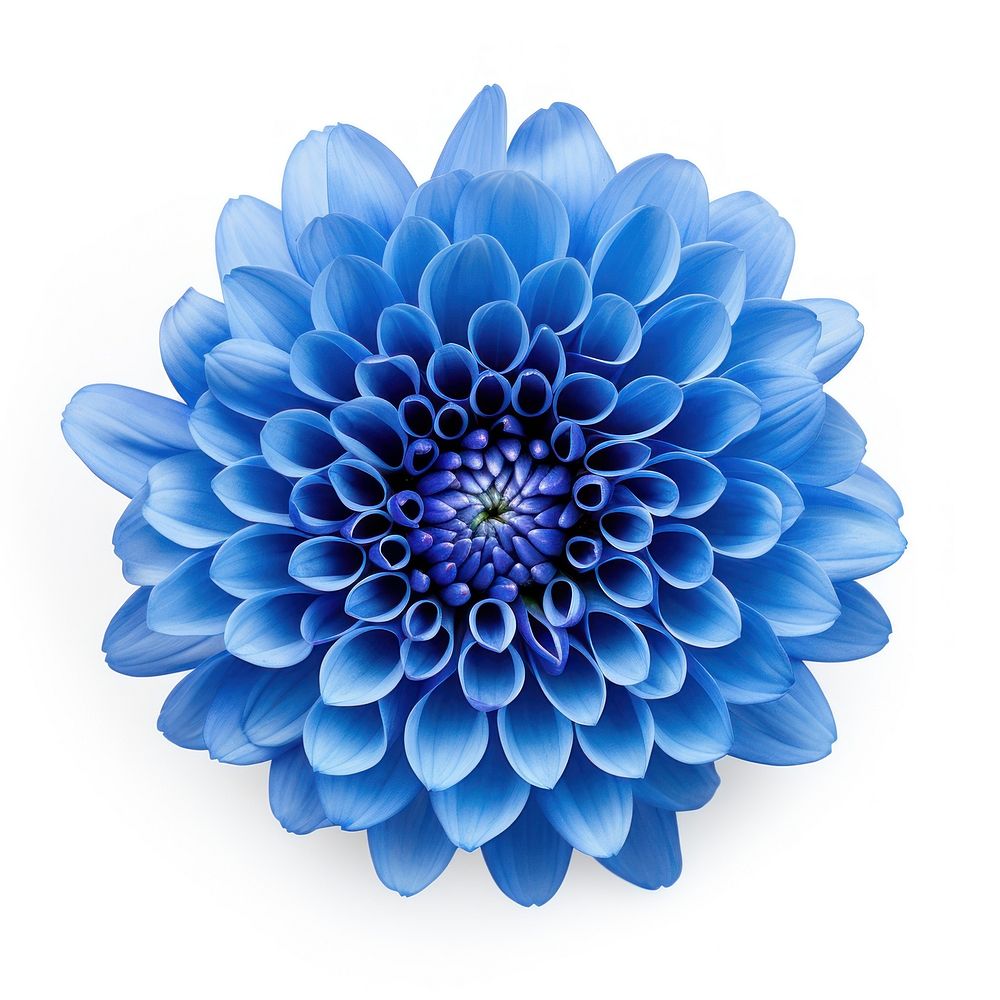 chrysanthemum-flower-dahlia-plant-blue-free-photo-rawpixel