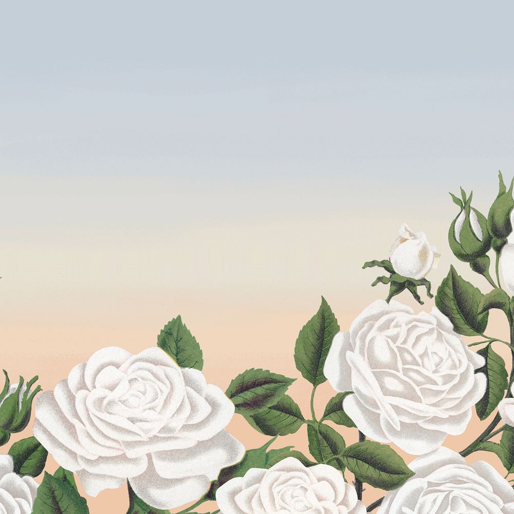 White rose border, vintage illustration