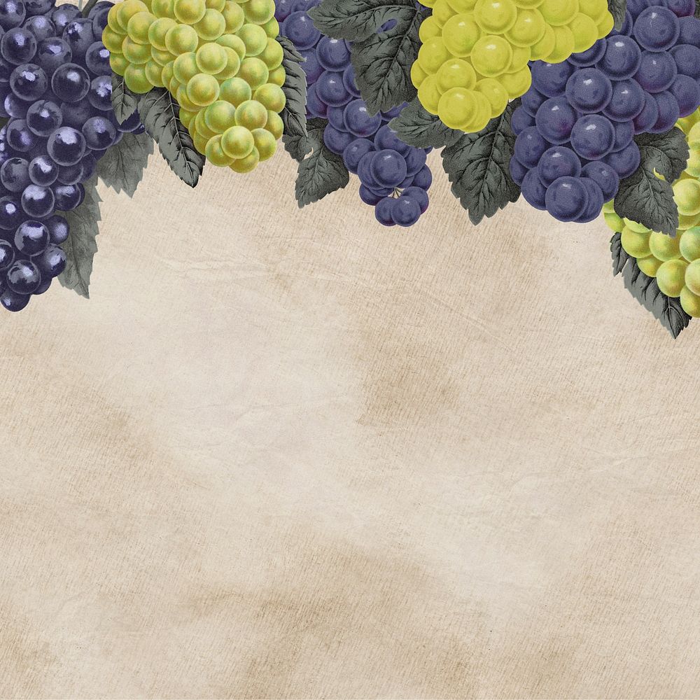 Grape and leaves border, vintage illustration