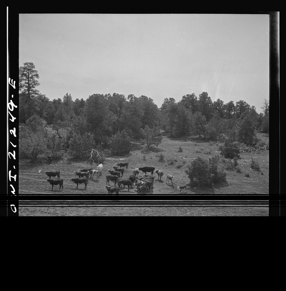 Flagstaff (vicinity), Arizona. Cattle farm | Free Photo - rawpixel