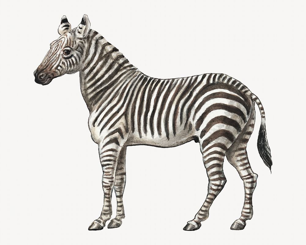 The Zebra, vintage animal illustration by Charles Hamilton Smith. Remixed by rawpixel.