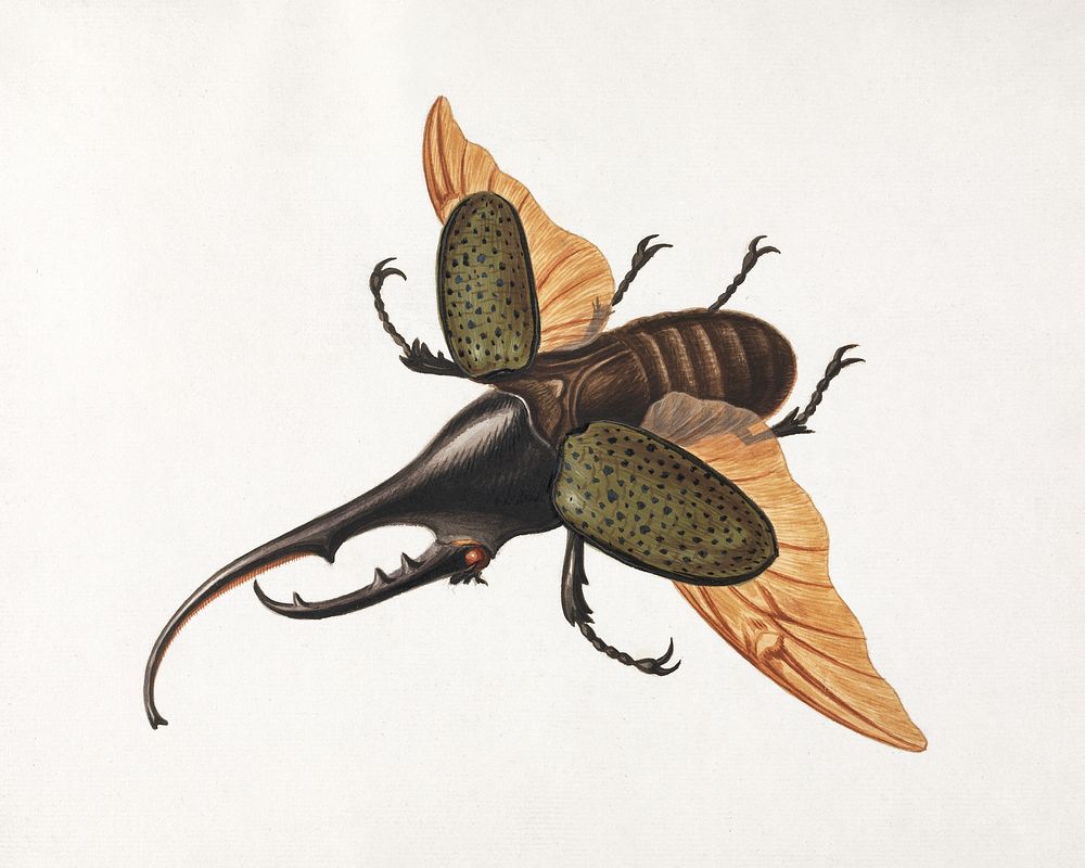 Hercules Beetle (1758), vintage insect illustration by George Edwards. Original public domain image from Yale Center for…