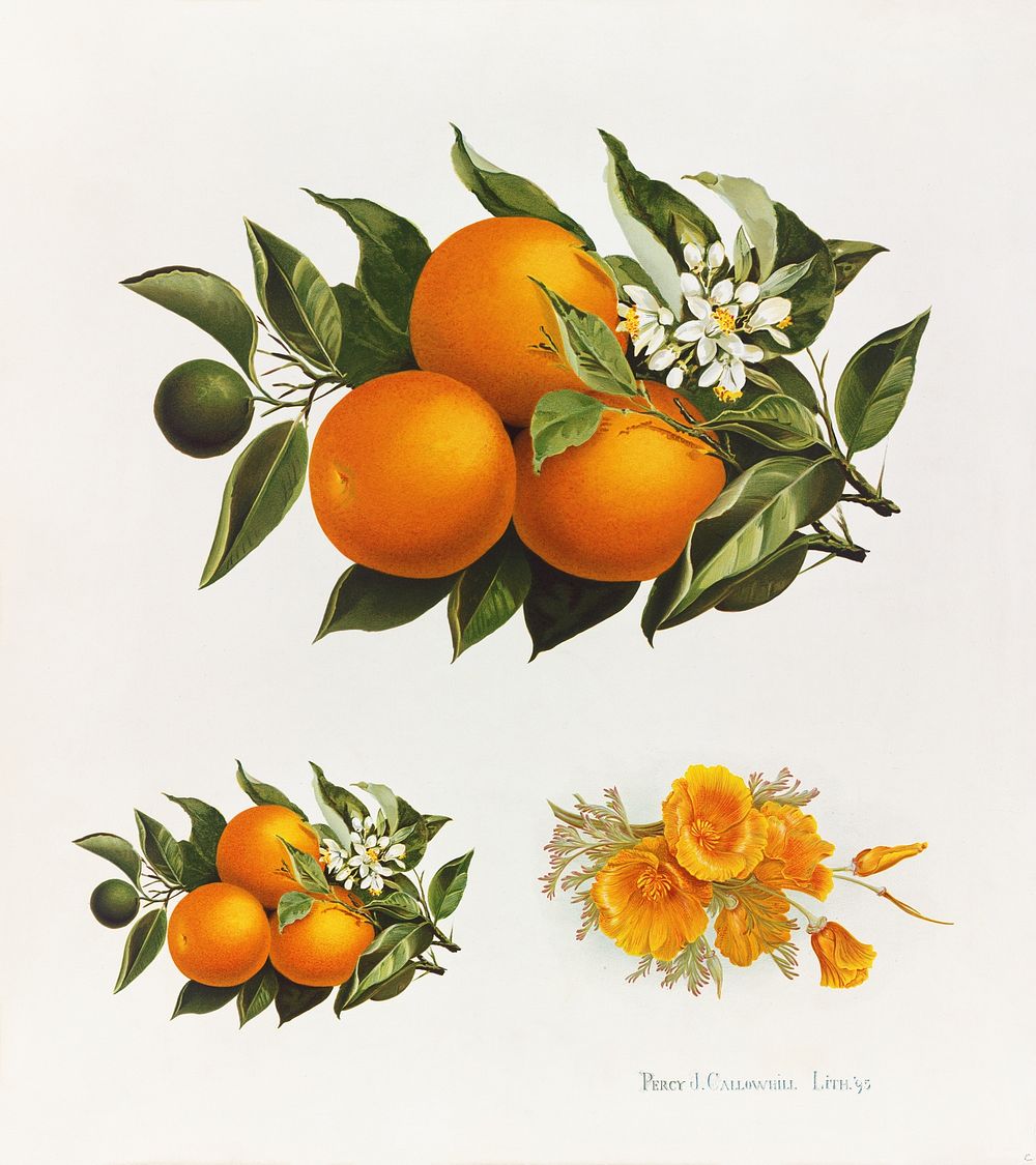 Oranges and poppies (1895), vintage fruit illustration by Percy J. Callowhill Lith. '95. Original public domain image from…