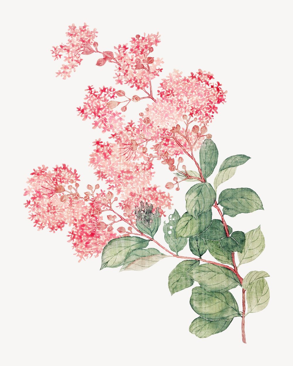 Hydrangea, vintage flower illustration by Ma Yuanyu. Remixed by rawpixel.