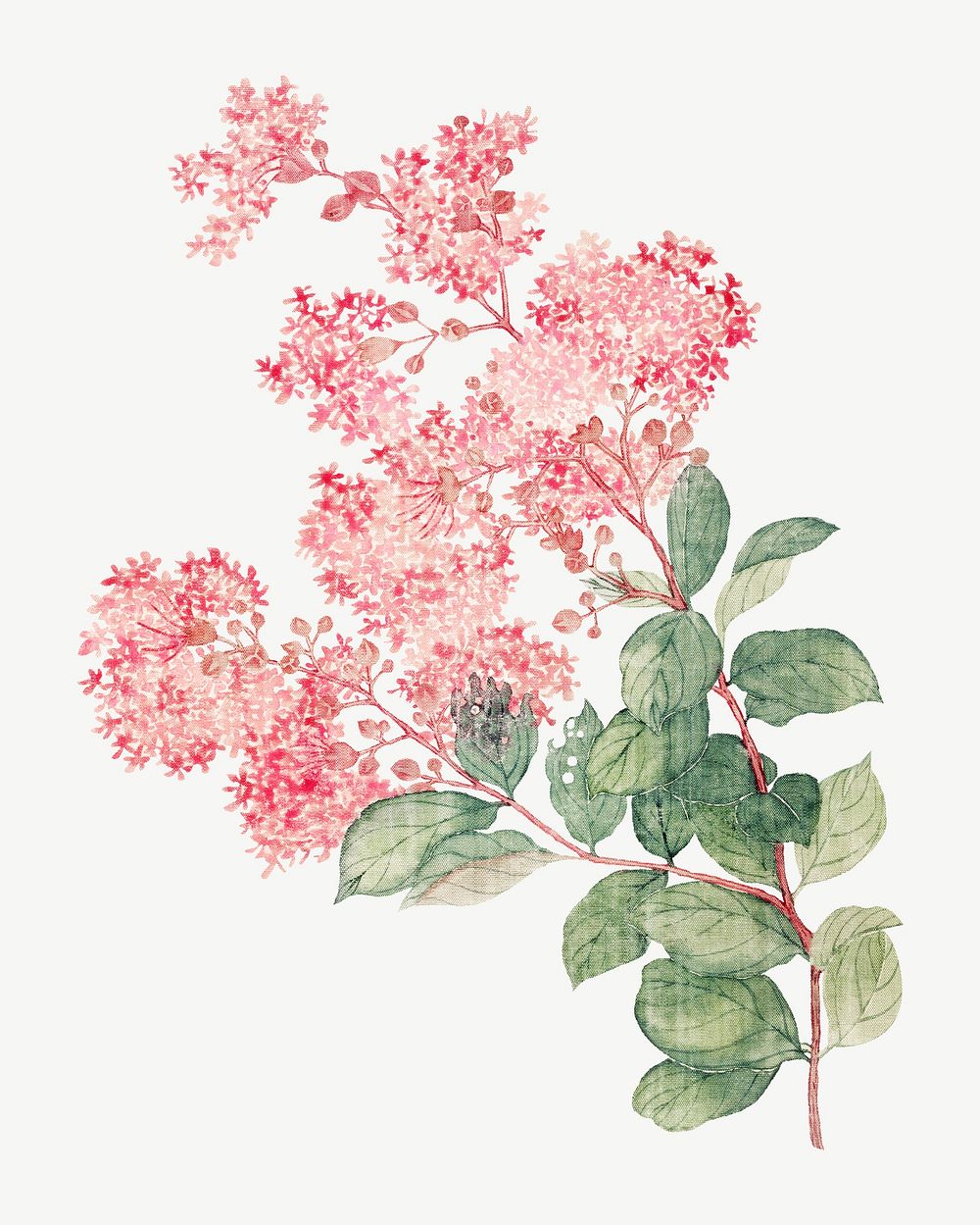 Hydrangea, vintage flower illustration by Ma Yuanyu psd. Remixed by rawpixel.