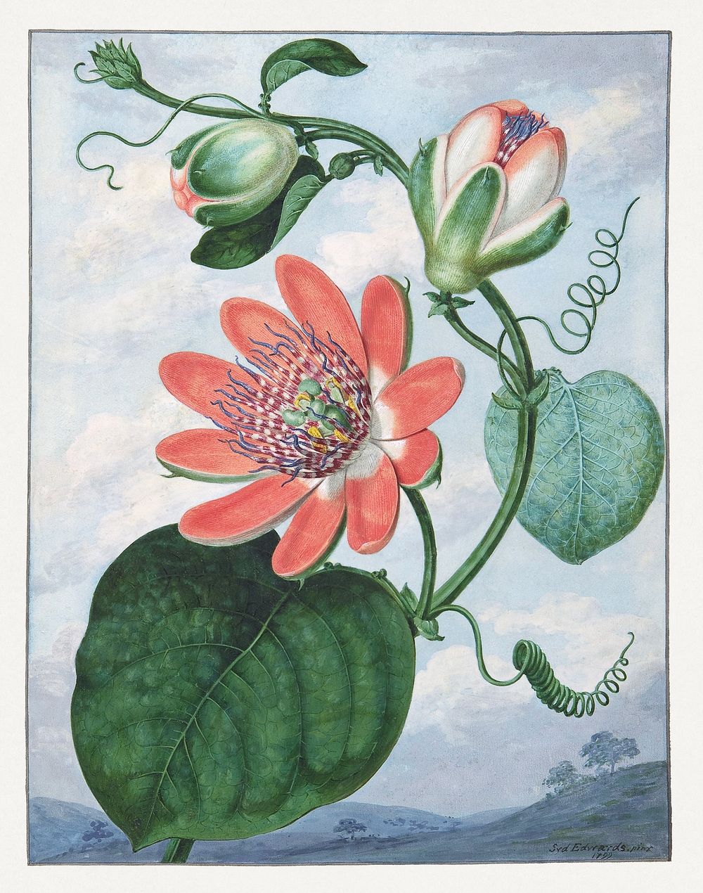 Passion Flower (1799), vintage botanical illustration by Sydenham Teak Edwards. Original public domain image from The MET…