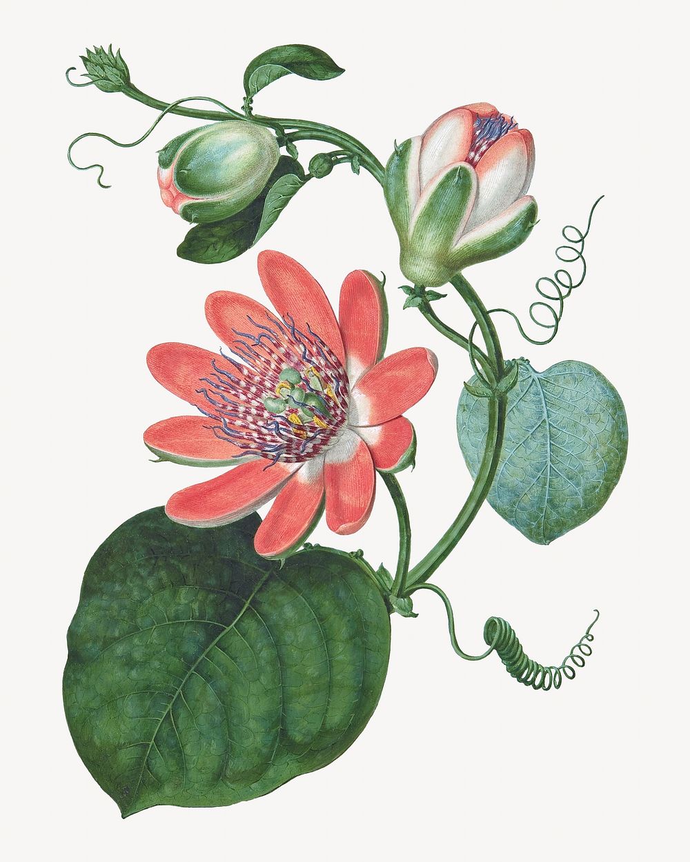Passion flower, vintage botanical illustration by Sydenham Teak Edwards. Remixed by rawpixel.