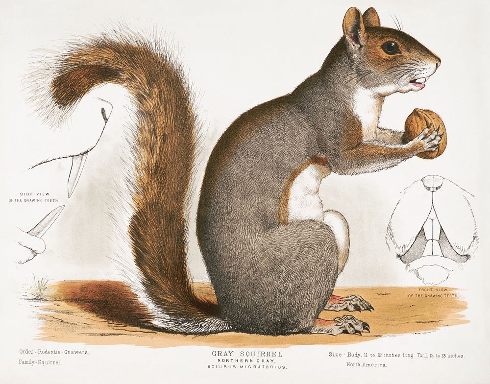 Gray squirrel, Northern gray, Sciurus migratorius (1872), vintage animal illustration. Original public domain image from the…