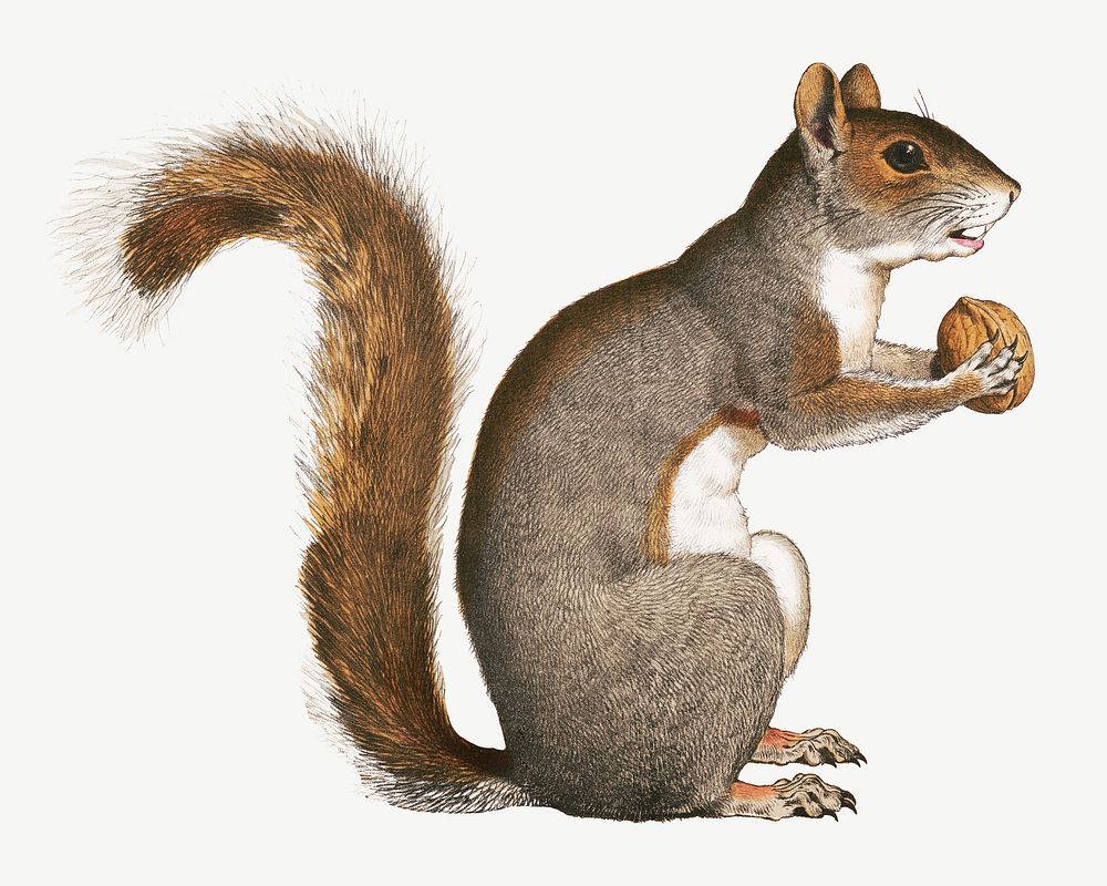 Squirrel holding walnut, vintage animal illustration psd. Remixed by rawpixel.