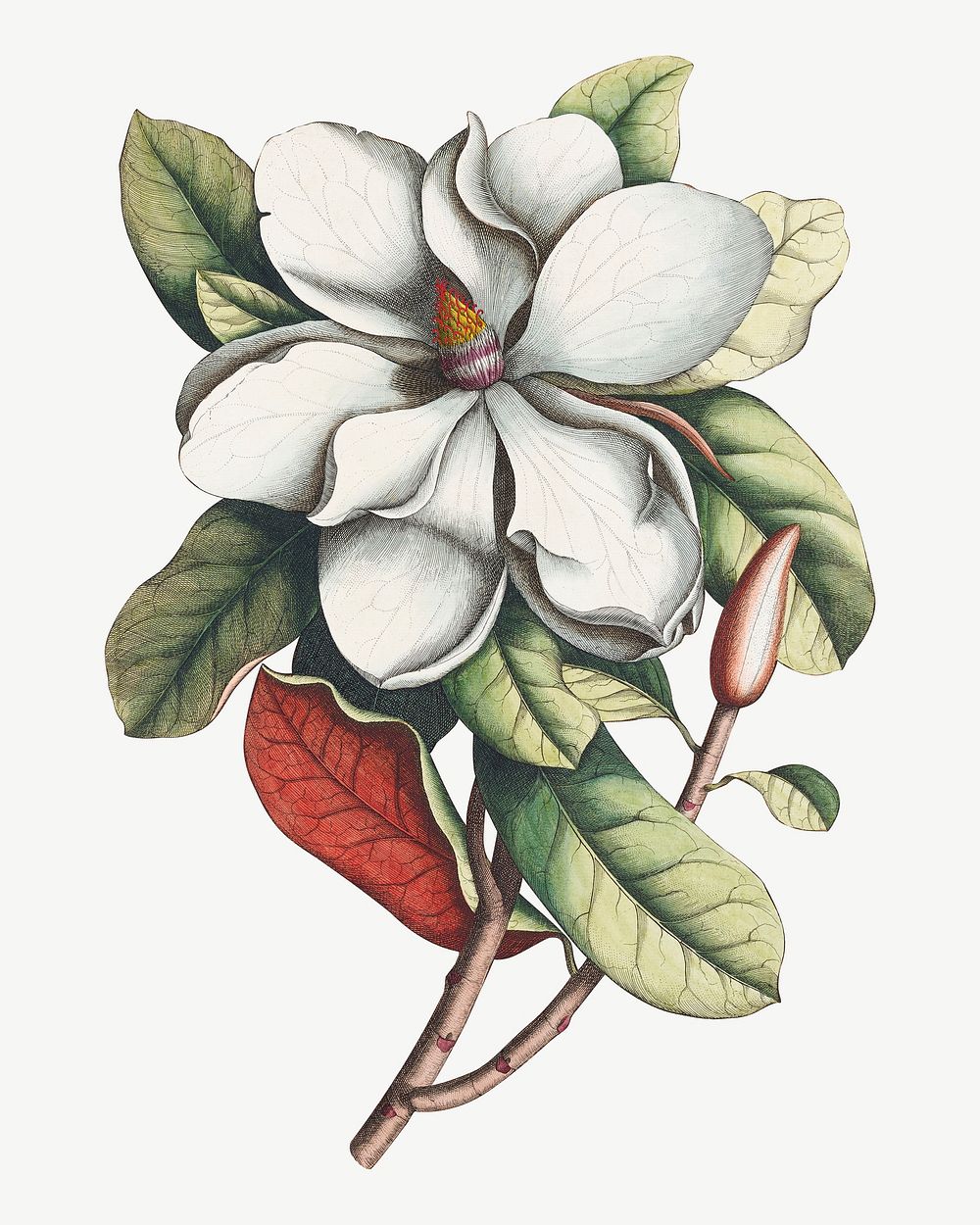 Magnolia grandiflora, vintage flower illustration by Georg Dionysius Ehret; Etcher psd. Remixed by rawpixel.