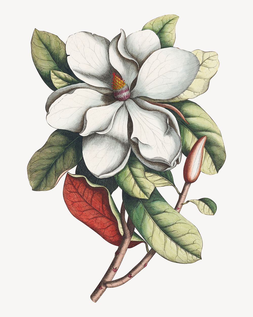 Magnolia grandiflora, vintage flower illustration by Georg Dionysius Ehret; Etcher. Remixed by rawpixel.