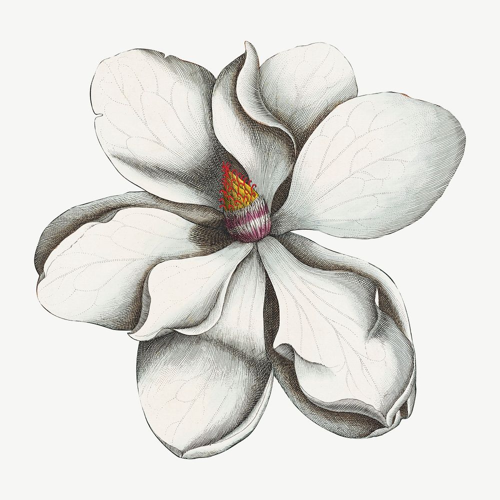 Magnolia grandiflora, vintage flower illustration by Georg Dionysius Ehret; Etcher psd. Remixed by rawpixel.