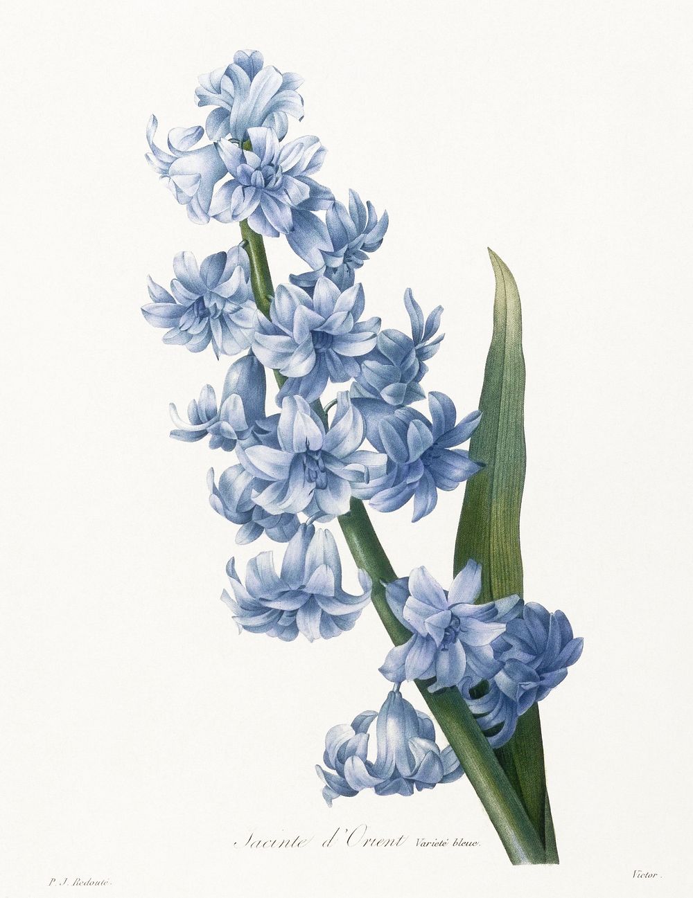 Oriental hyacinth. Blue variety (1827), vintage flower illustration by after Pierre-Joseph Redout&eacute;. Original public…