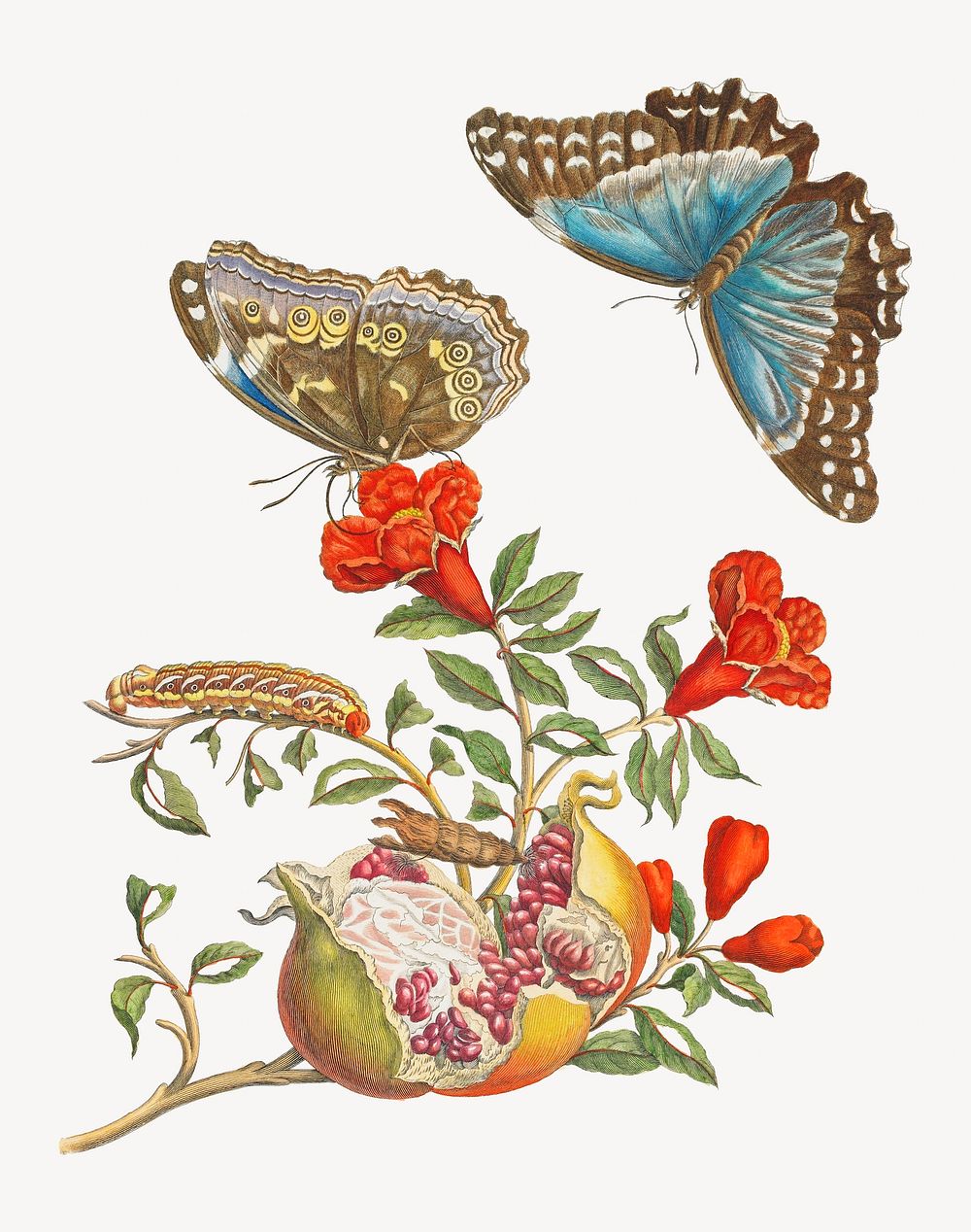 Blue Butterflies and Pomegranate, vintage botanical illustration by Maria Sibylla Merian. Remixed by rawpixel.