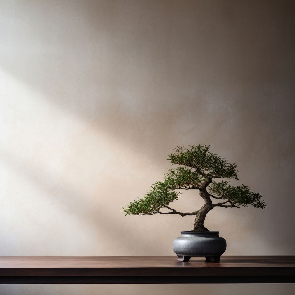 photo of a bonsai tree in the room.  