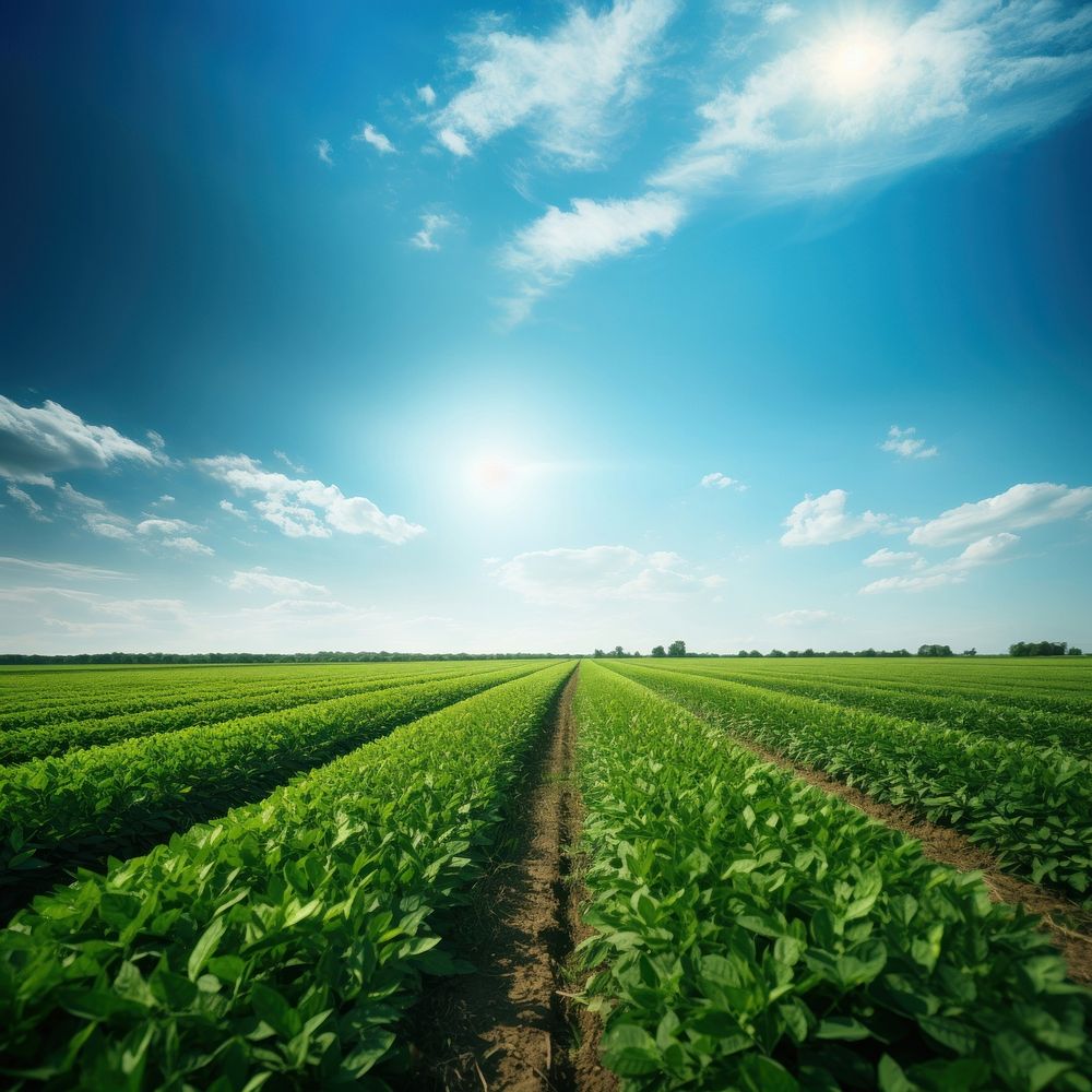 Prime agricultural land agriculture outdoors horizon. AI generated Image by rawpixel.