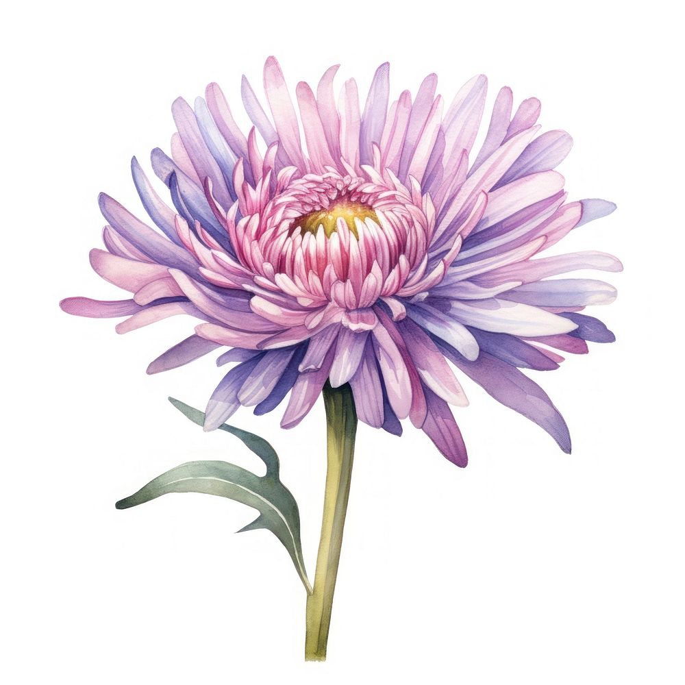 Watercolor flower aster dahlia plant. AI generated Image by rawpixel.