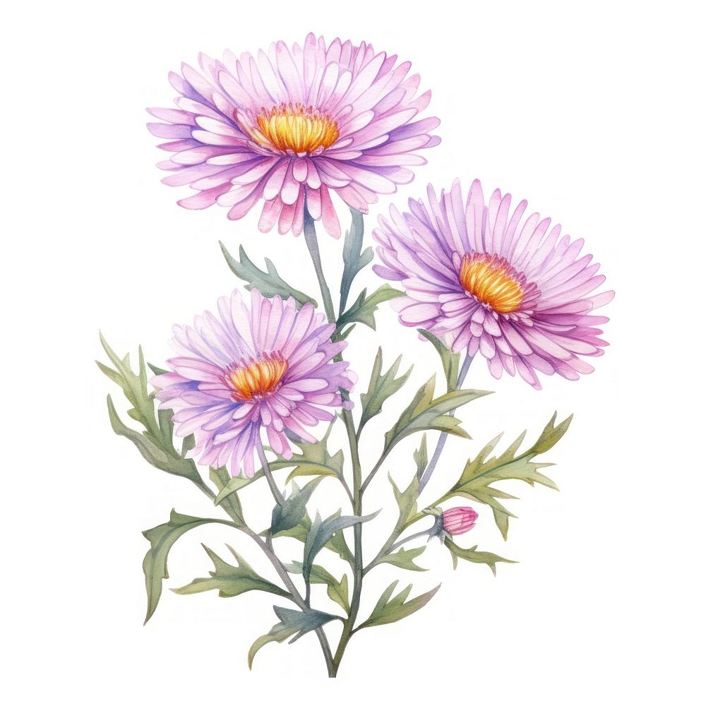 Watercolor flower aster plant daisy. | Free Photo Illustration - rawpixel