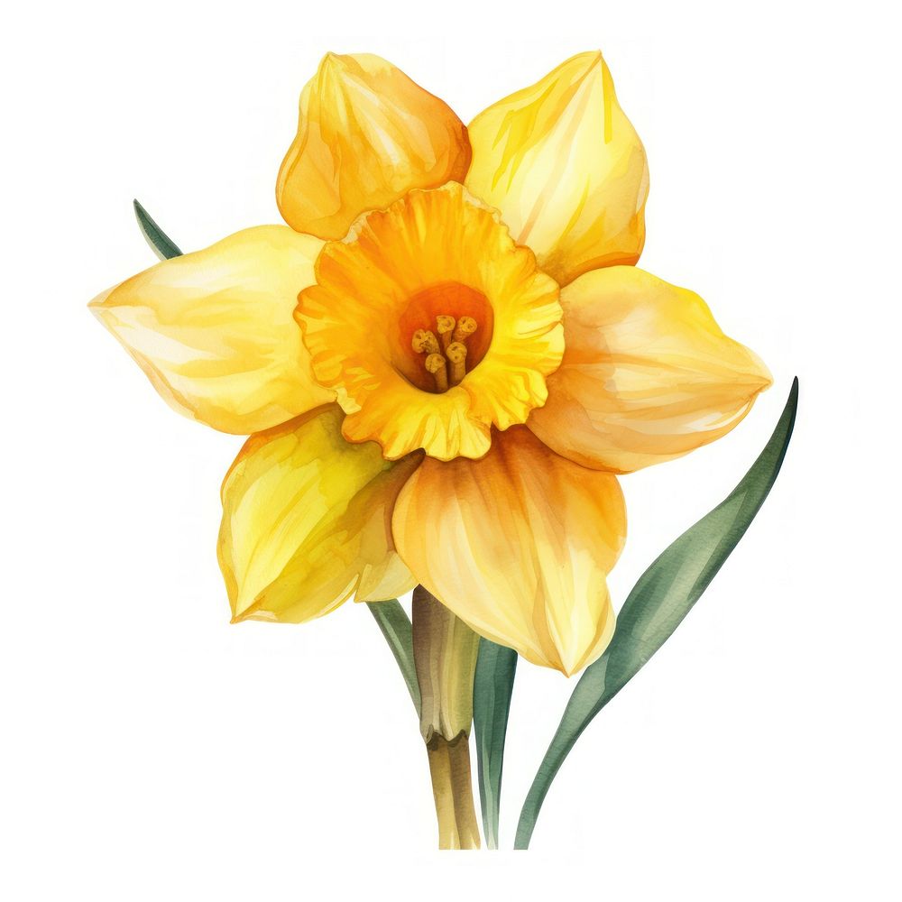 Watercolor flower daffodil plant inflorescence. AI generated Image by rawpixel.