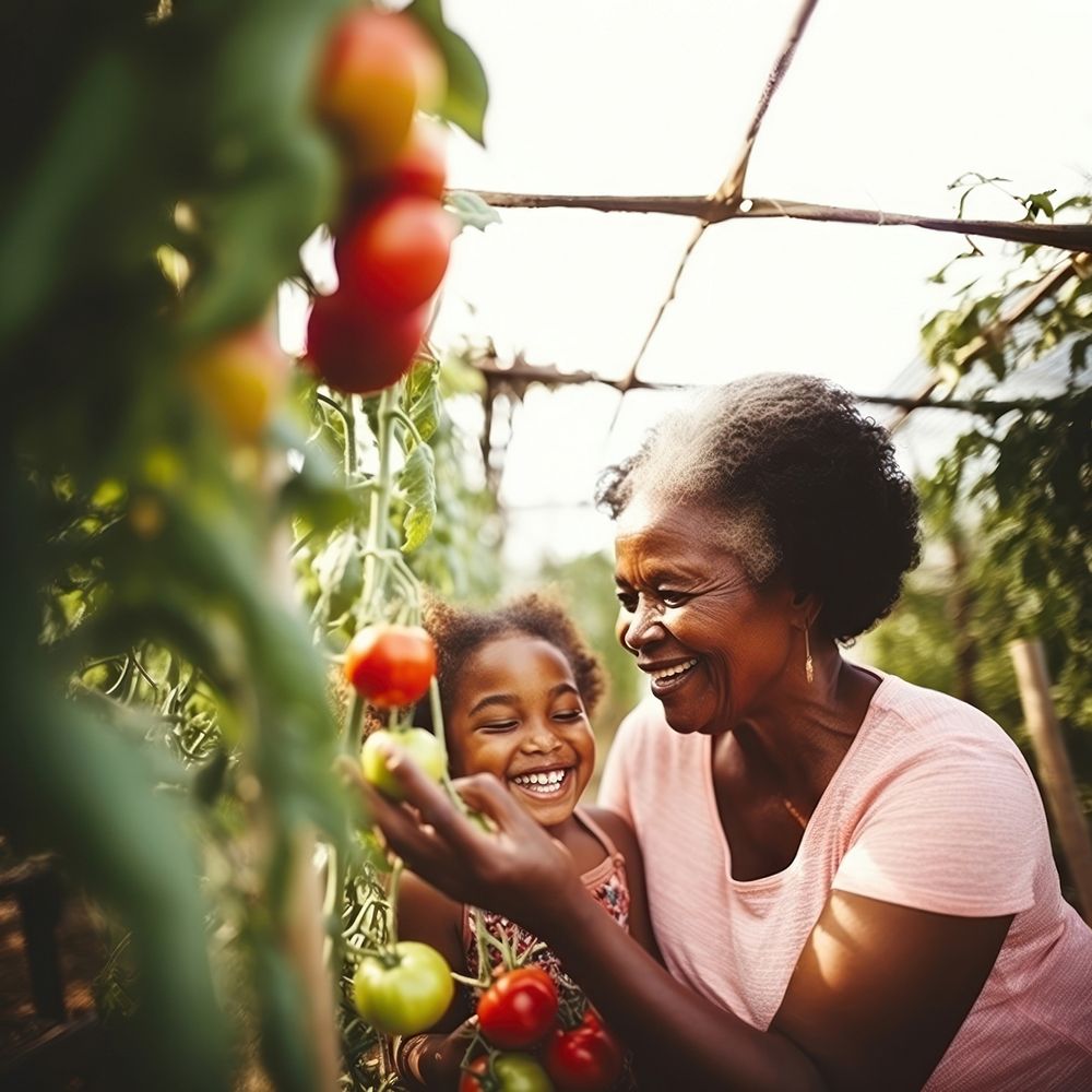close up photo of African American grandmother and granddaughter picking up fresh tomatoes in the greenhouse. AI generated…