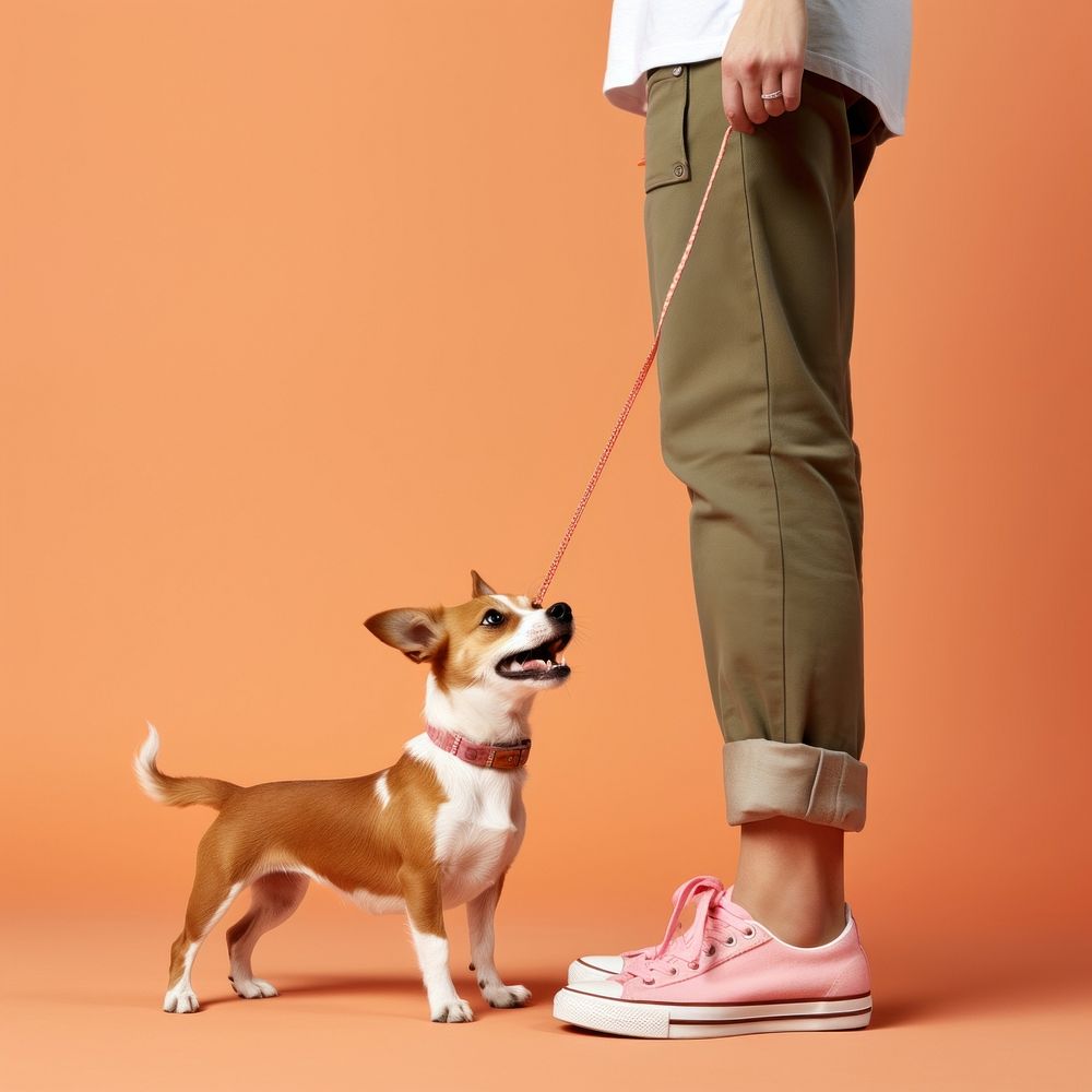 Dog pet footwear sneaker. AI generated Image by rawpixel.