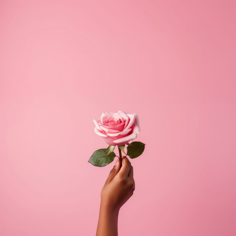 a hand holding a rose, pink solid color background.  