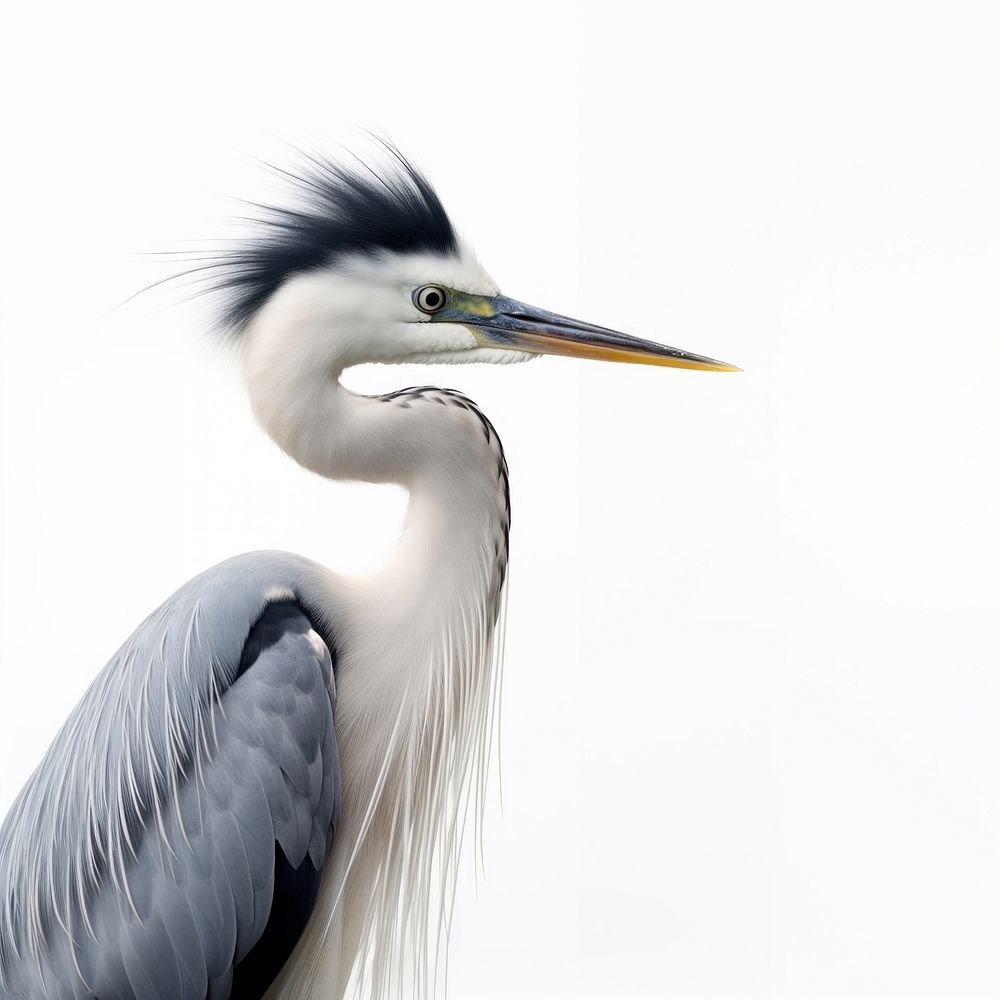 Grey Heron heron animal bird. AI generated Image by rawpixel.