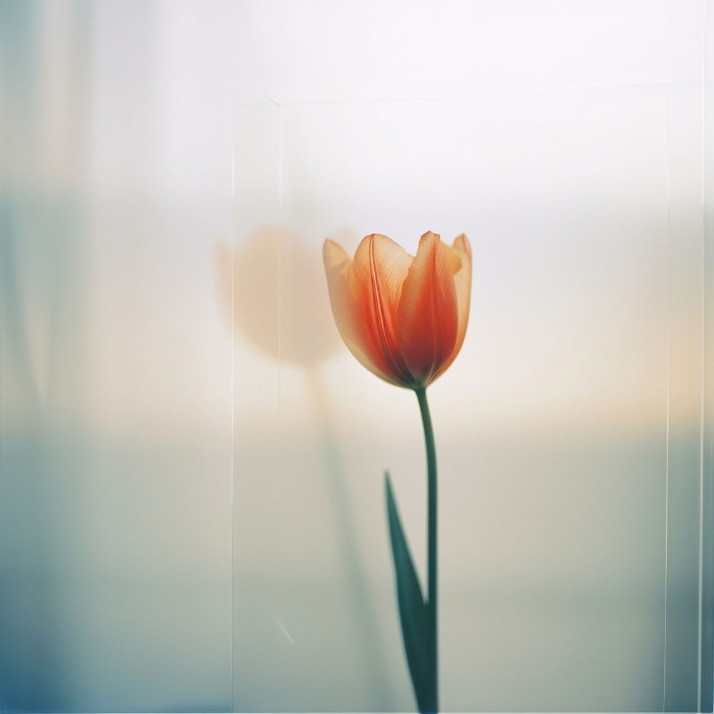 Tulip flower petal plant. 