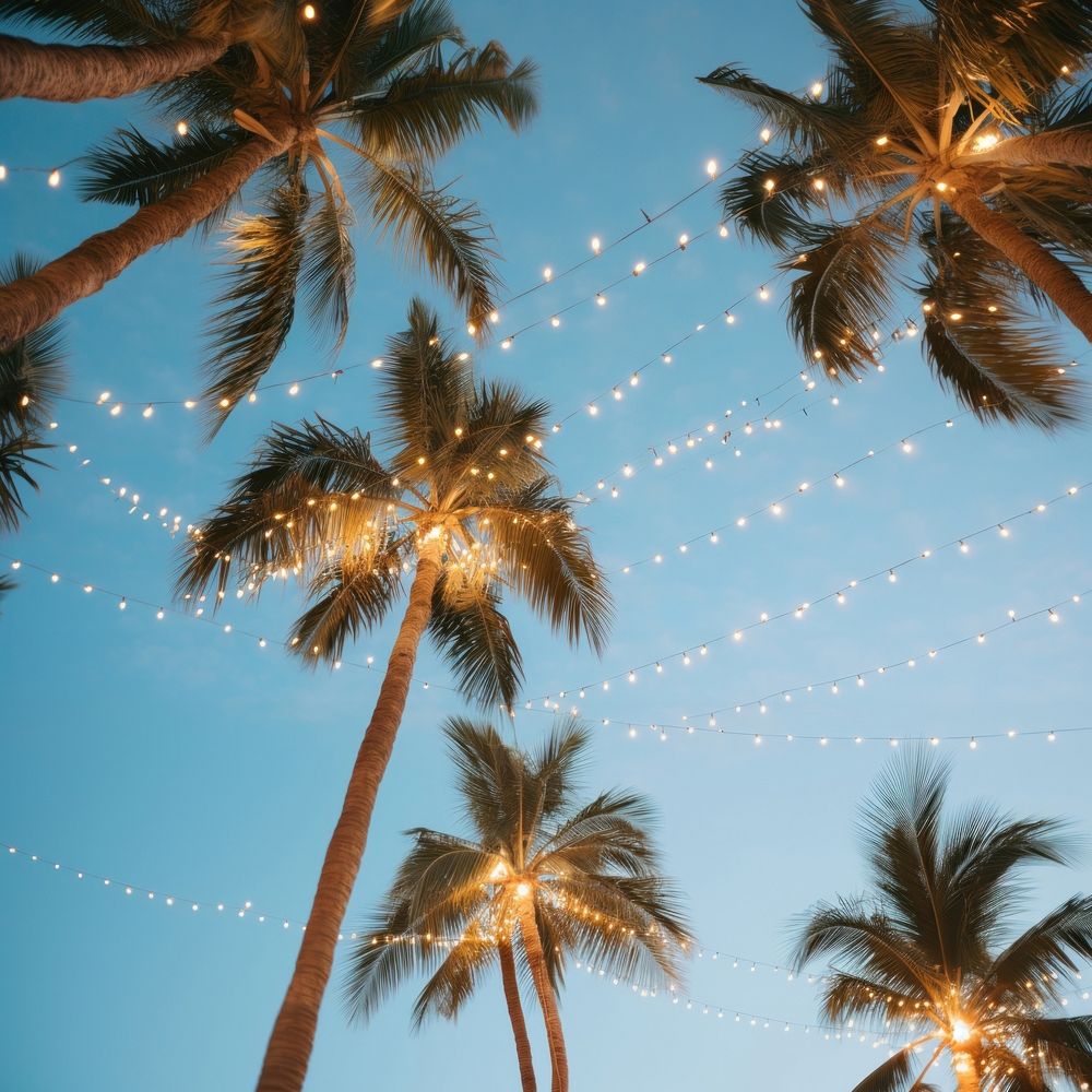 a photo of worm eye view of a palm trees during the Vanila sky with outdoor string lights. 