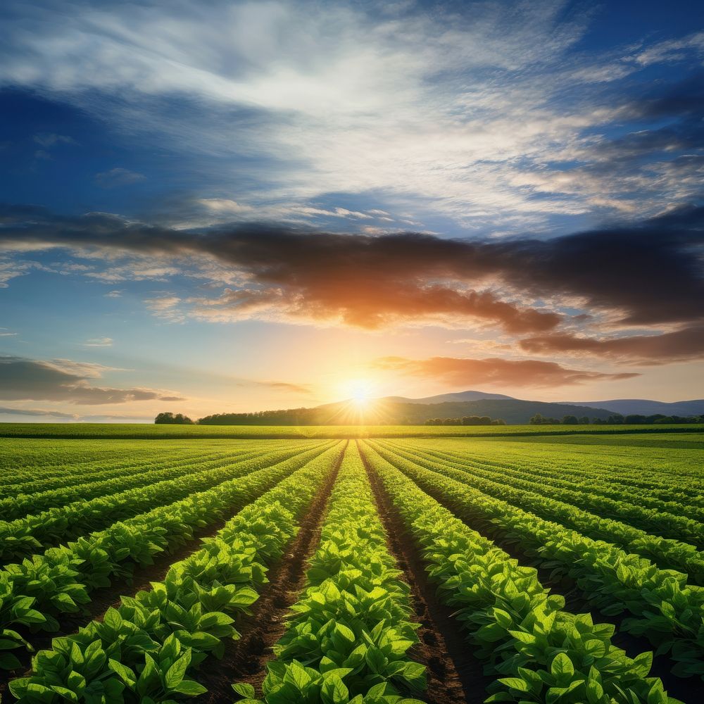 Green crops agriculture sunlight outdoors. AI generated Image by rawpixel.