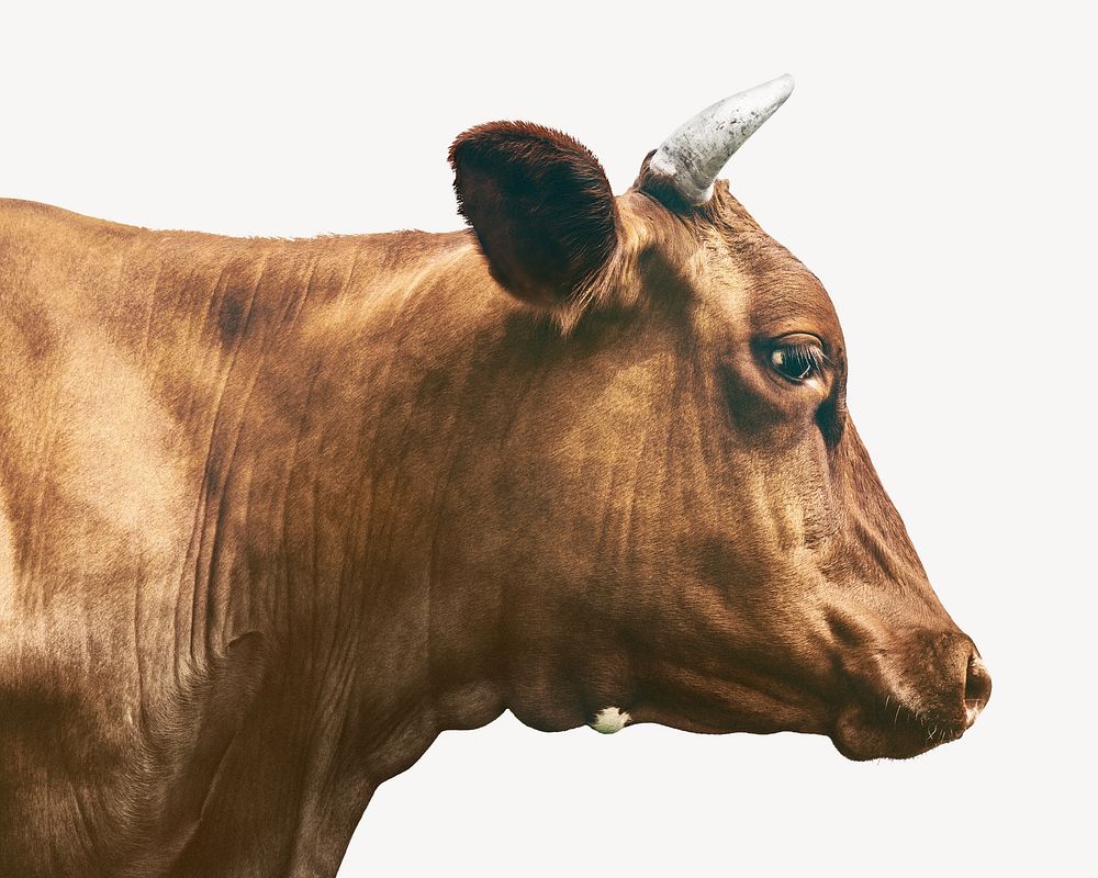 cow head side view
