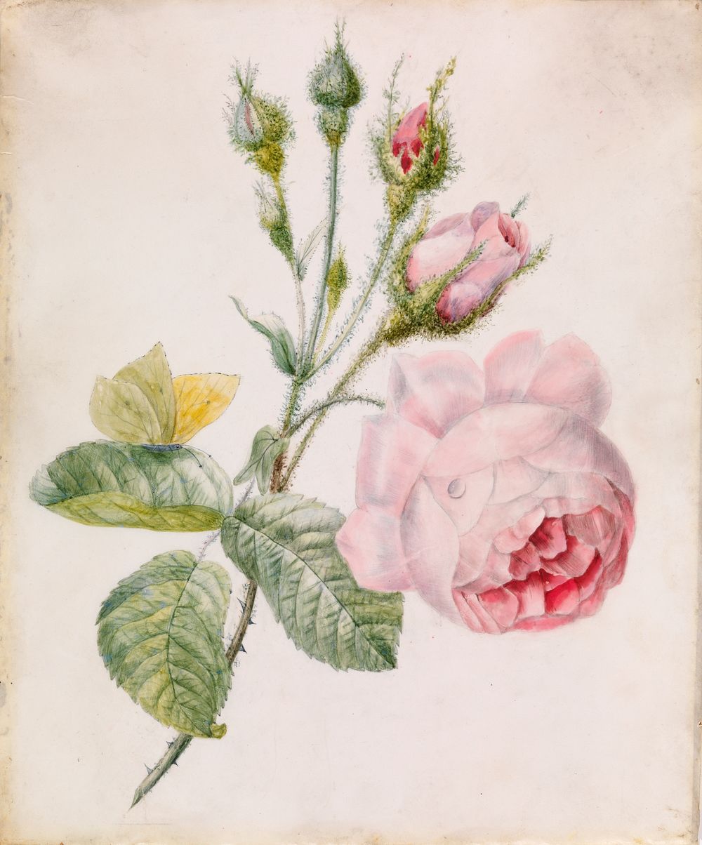 Pink Rose and Yellow Butterfly by Unidentified artist