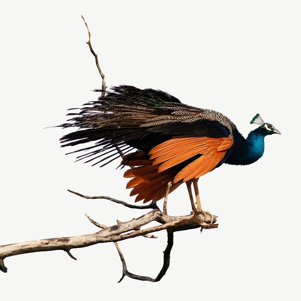 Peacock bird, animal collage element psd