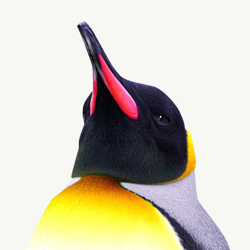 King penguin, animal collage element psd