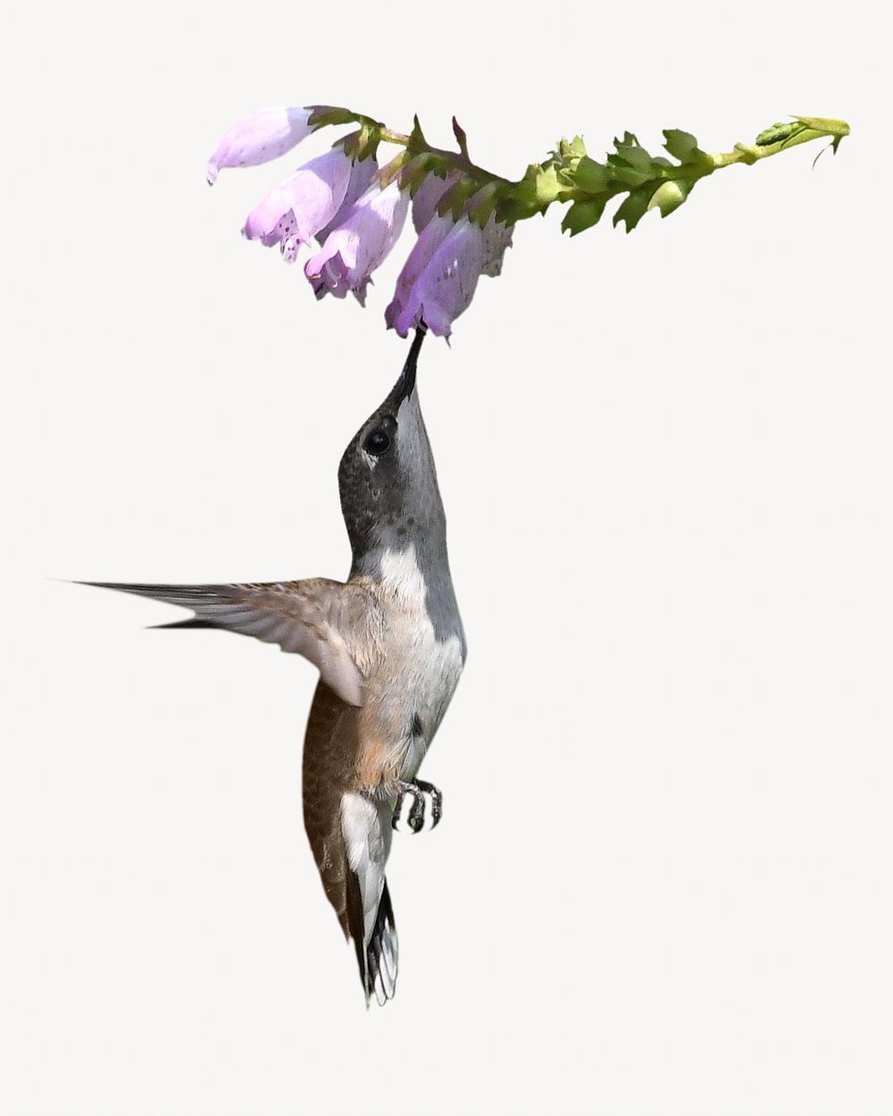 Hummingbird & flower collage element, animal isolated image
