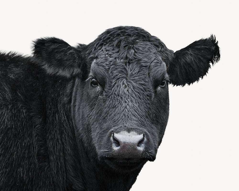Black cow, isolated farm animal image