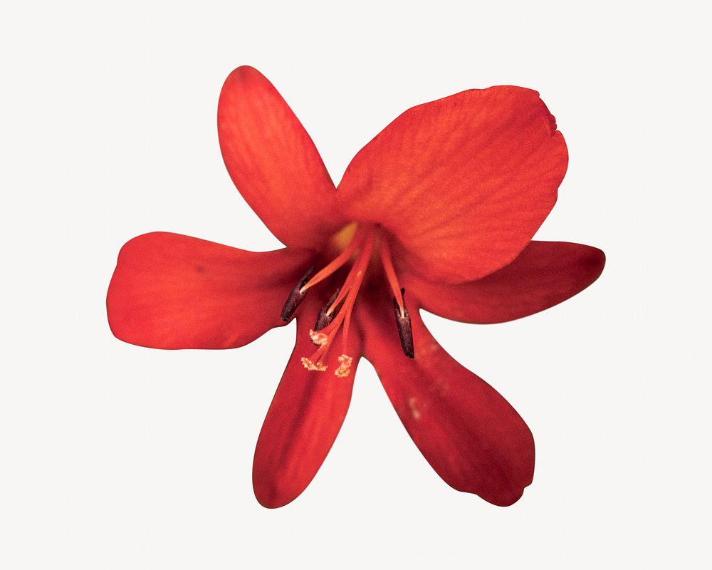 Red coppertips flower, isolated botanical image