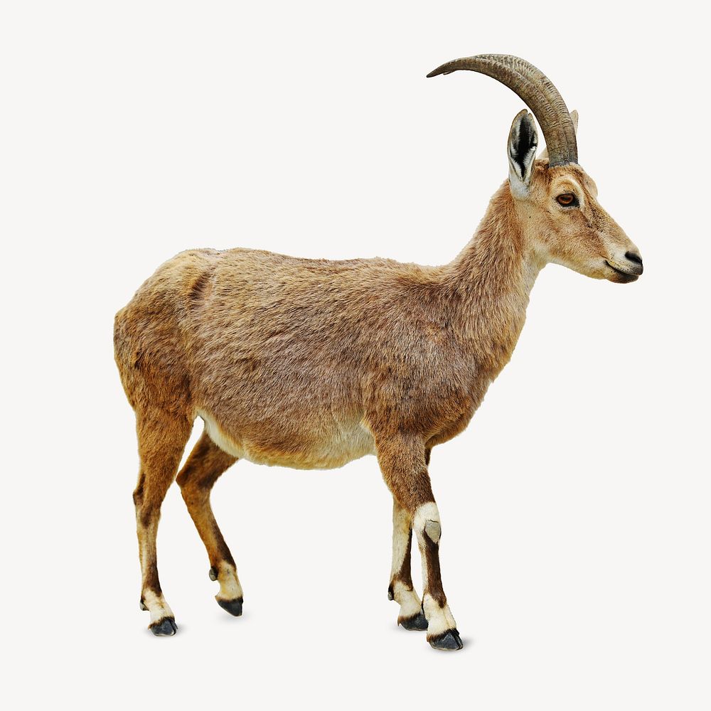 Antelope, isolated animal image