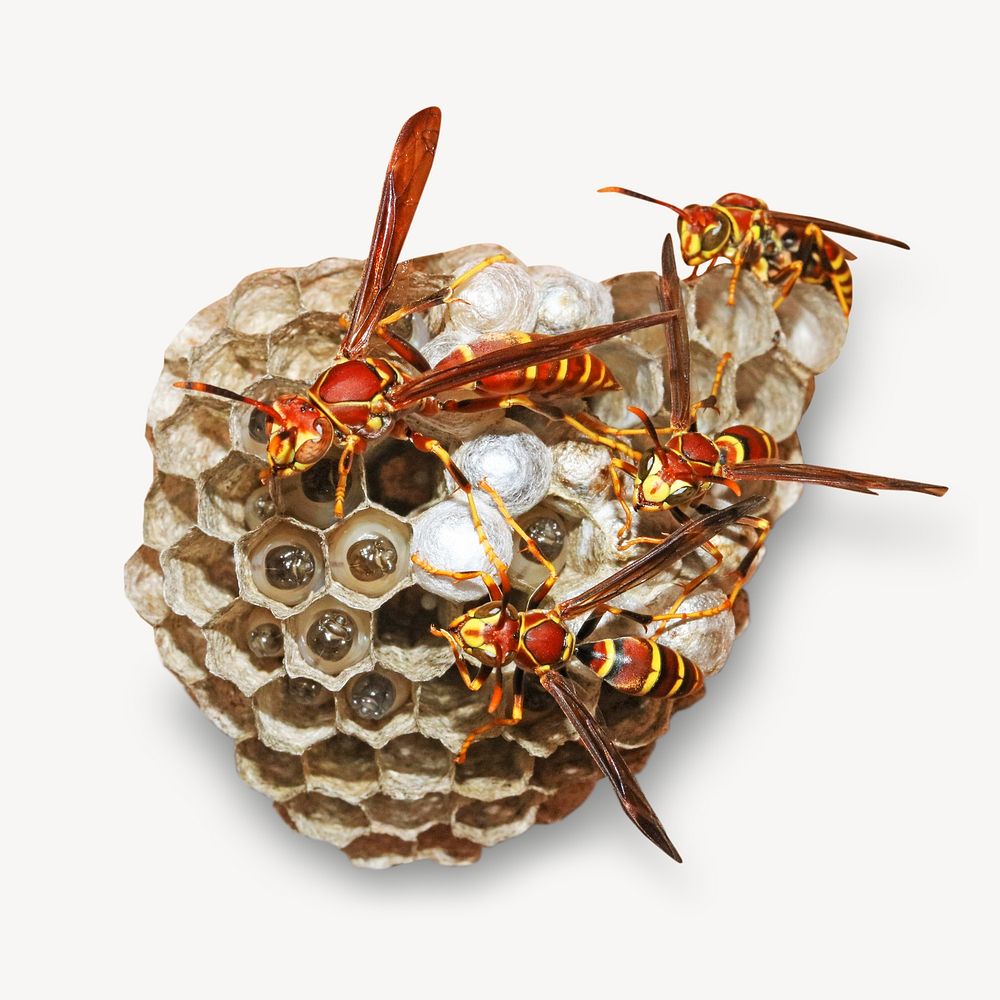 Wasp nestisolated animal image