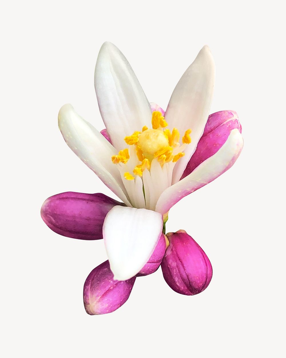 Lemon flower, isolated botanical image
