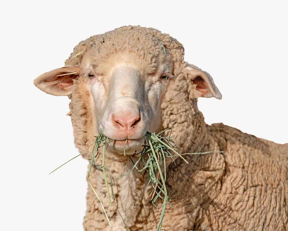 Sheep, isolated farm animal image
