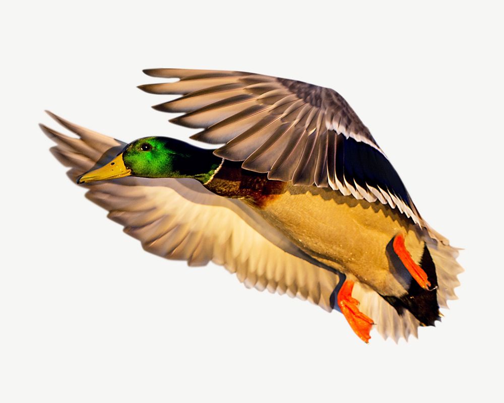 Mallard duck, animal collage element psd